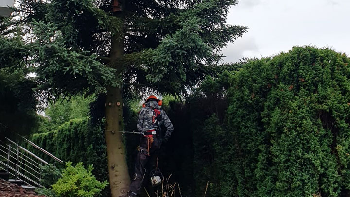 zdjęcie 1 - alpinistyczna wycinka drzew - kdx lubań