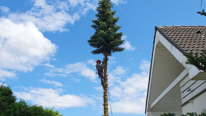zdjęcie 4 - alpinistyczna wycinka drzew - kdx lubań
