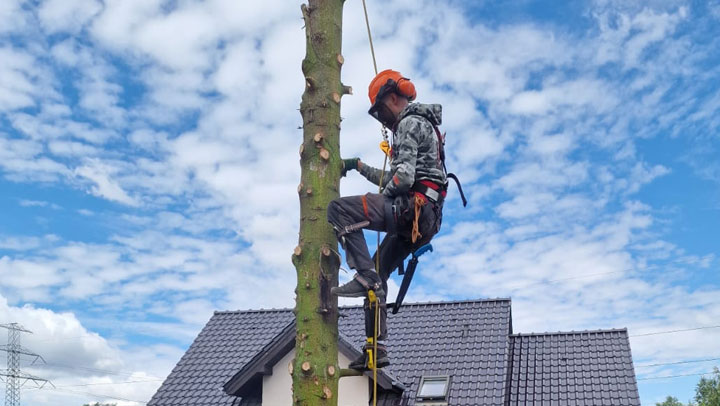 zdjęcie 5 - alpinistyczna wycinka drzew - kdx lubań